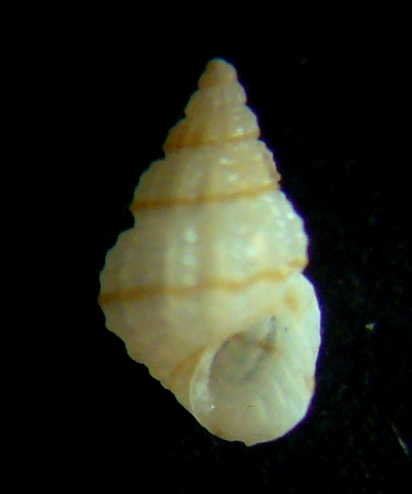 Alvania sp.